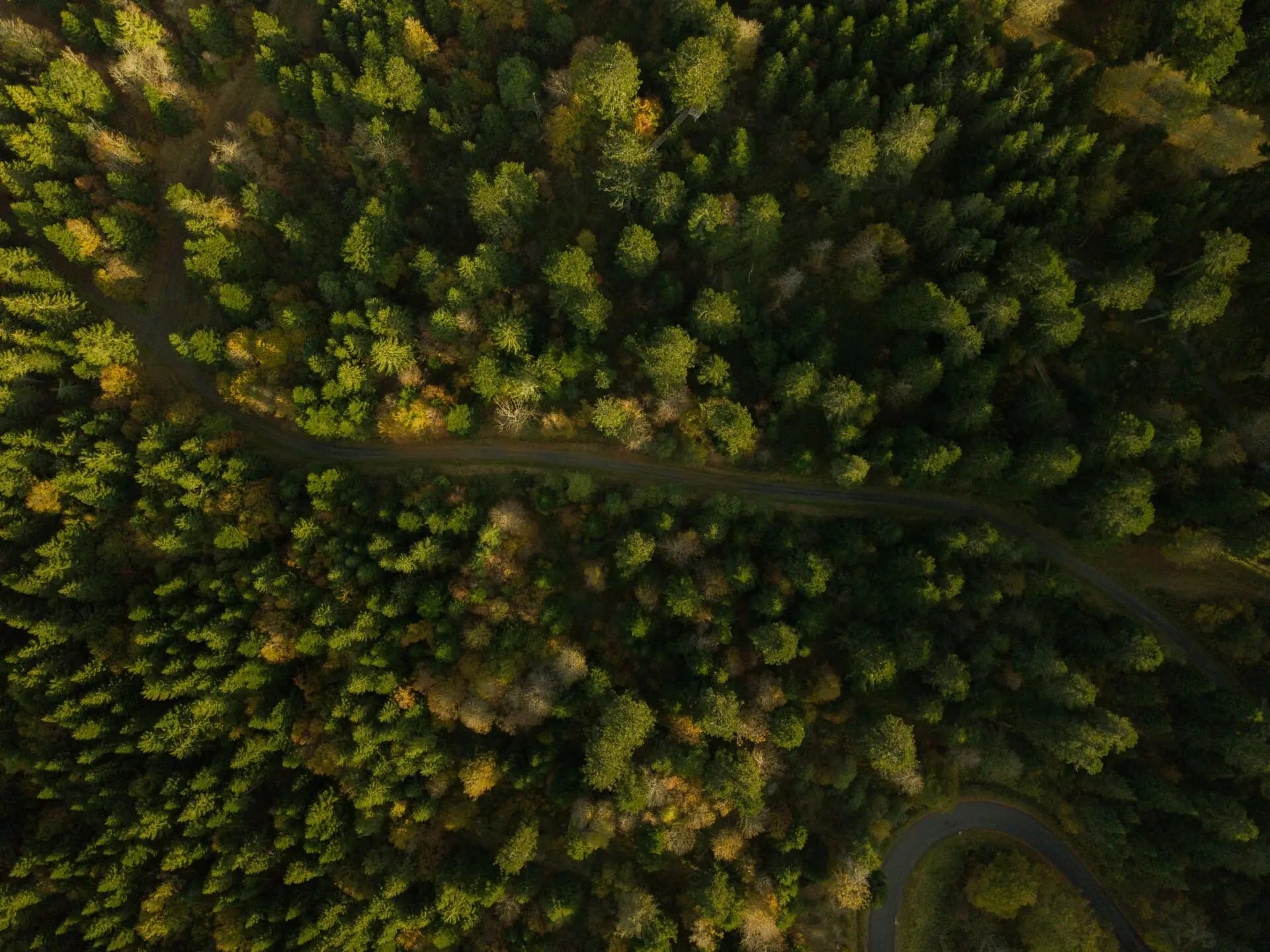 camping au coeur de la foret en auvergne