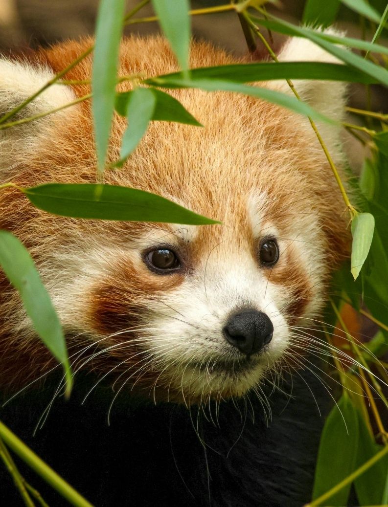 parc animalier en auvergne