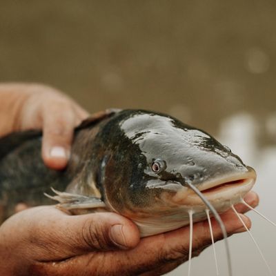 poisson peche au camping etang philippe